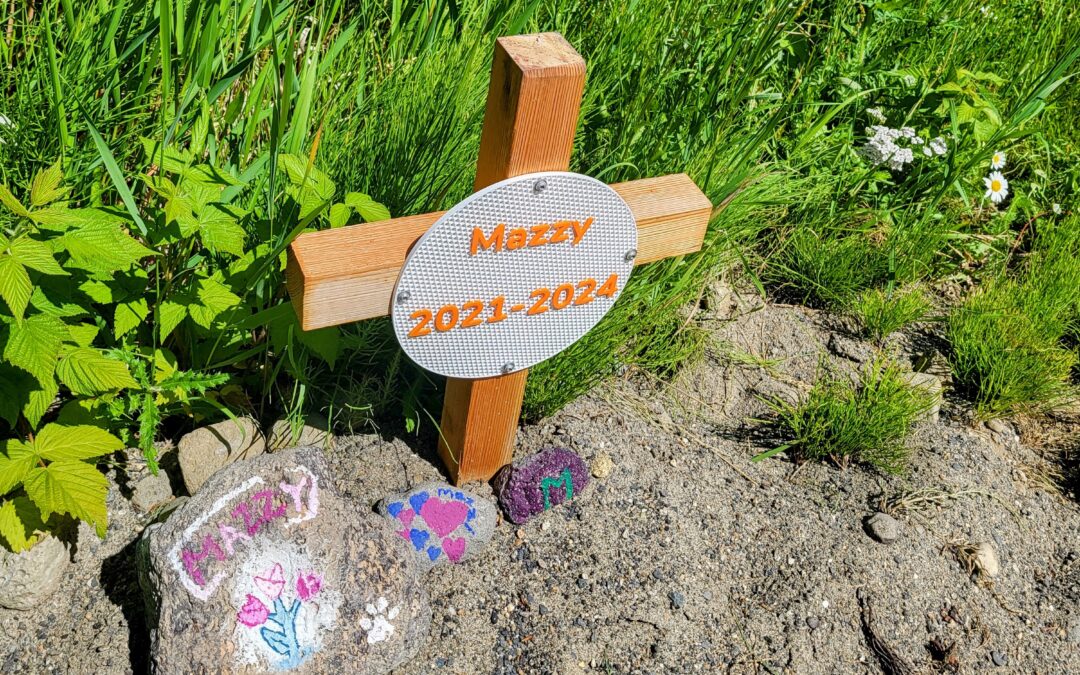 Remembering Mazzy: A Loyal Companion